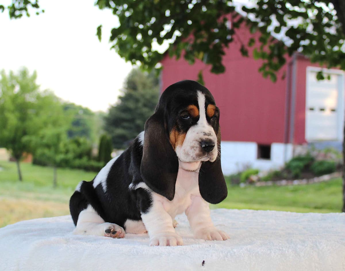 Basset Hound Puppies breeder image 12