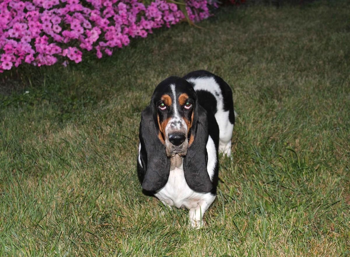 Basset Hound Puppies breeder image 20