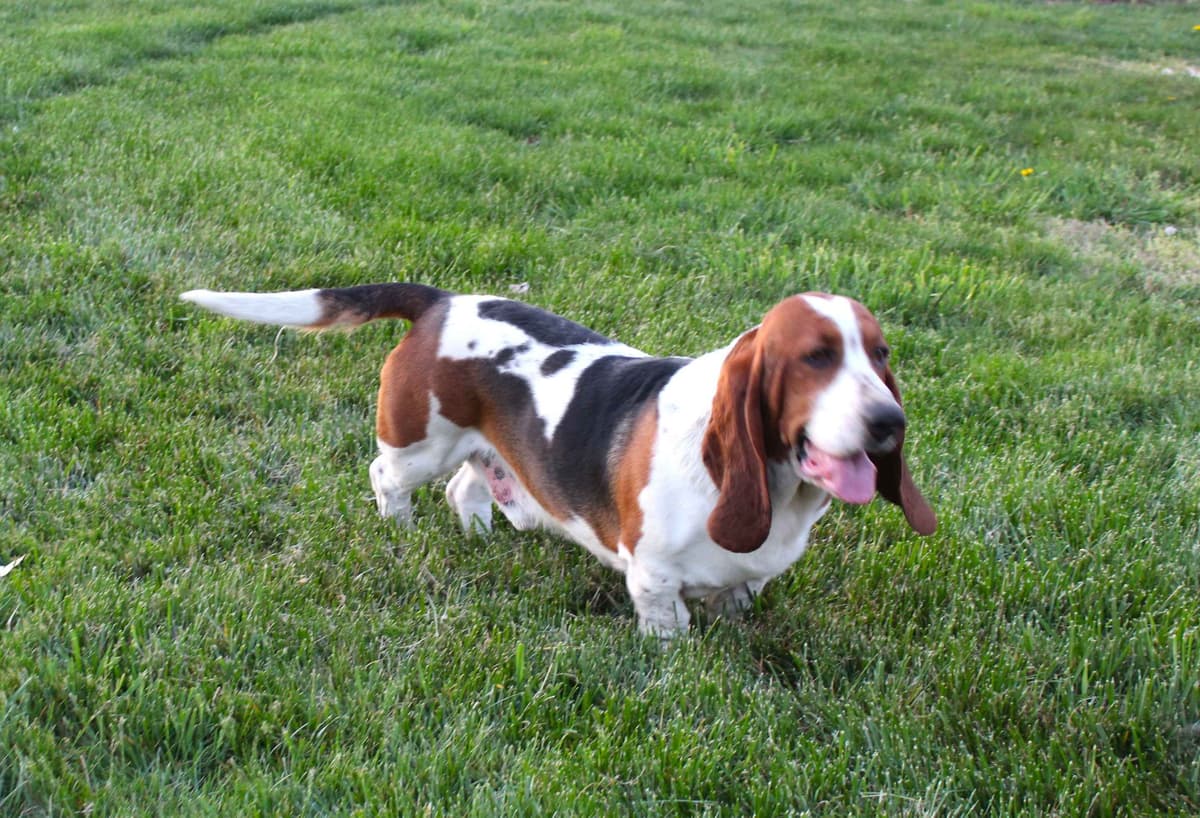 Basset Hound Puppies breeder image 19