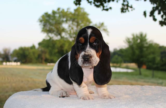 Basset Hound Puppies media 5