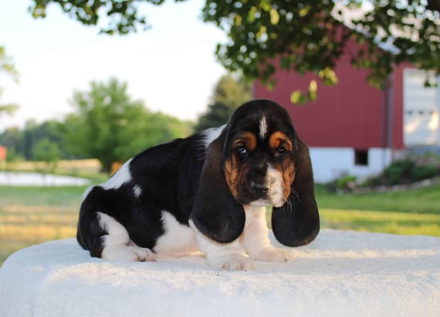 Basset Hound Puppies media 11