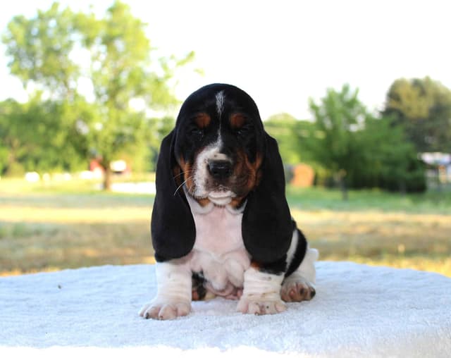 Basset Hound Puppies media 4