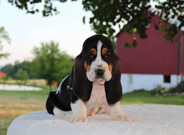 Basset Hound Puppies media 21