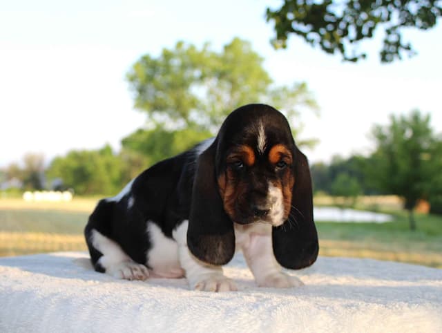 Basset Hound Puppies media 10