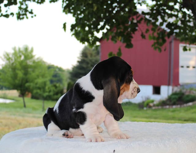 Basset Hound Puppies media 22