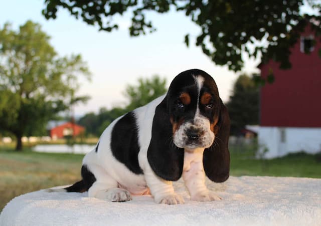 Basset Hound Puppies media 7