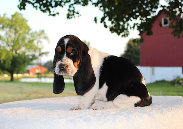 Basset Hound Puppies media 6