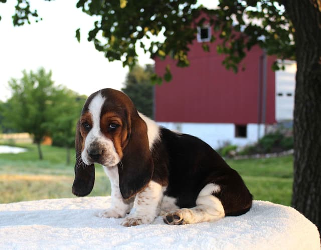 Basset Hound Puppies media 14