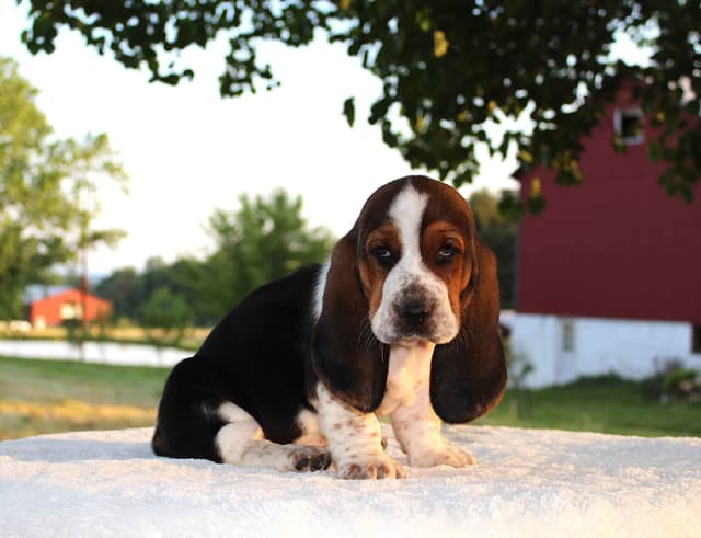Basset Hound Puppies media 13