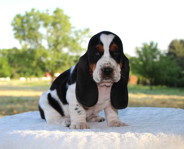 Basset Hound Puppies media 16