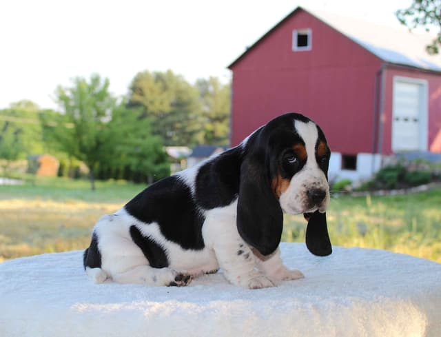 Basset Hound Puppies media 17