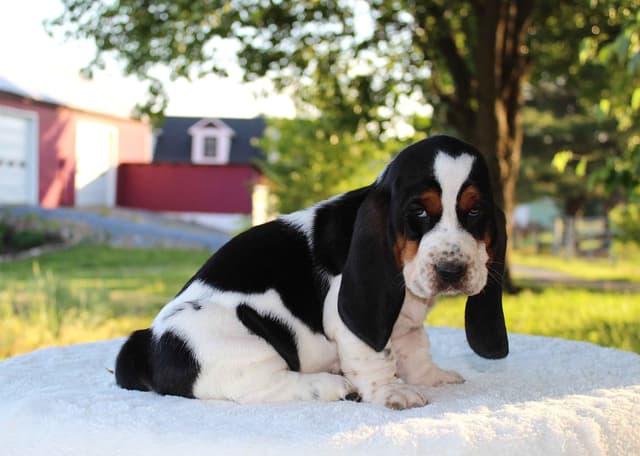 Basset Hound Puppies media 18