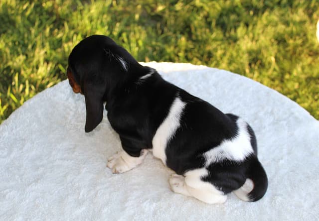Basset Hound Puppies media 2