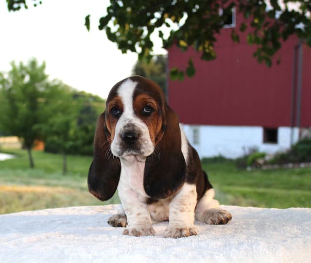 Basset Hound Puppies media 12
