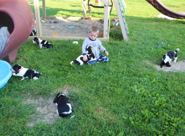Basset Hound Puppies media 23