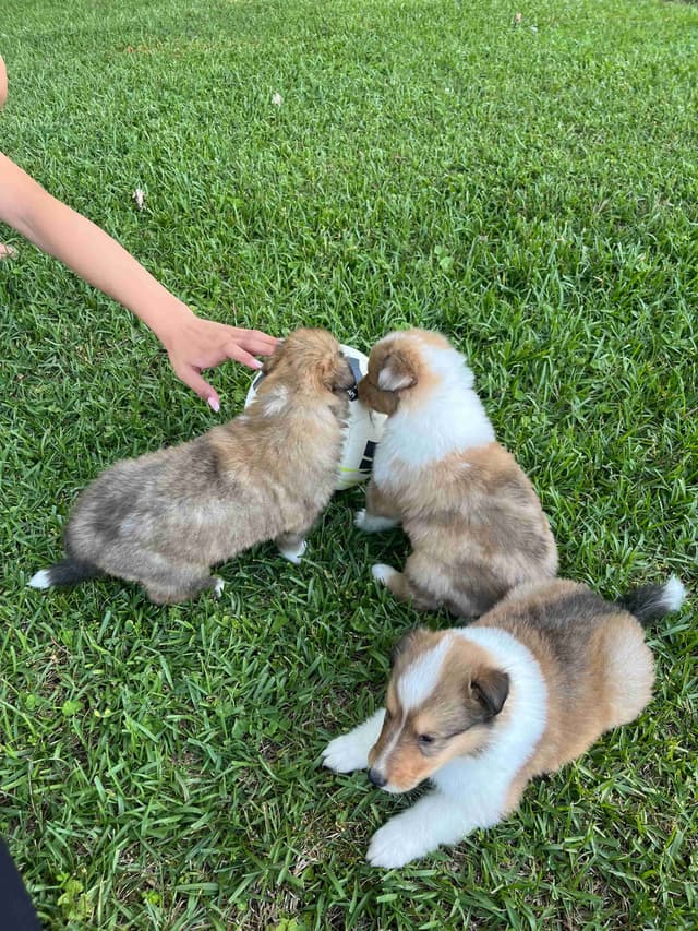 Collie Puppies media 2