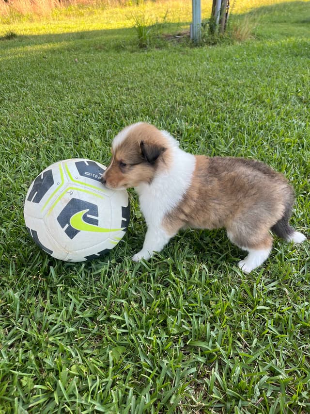 Collie Puppies media 9