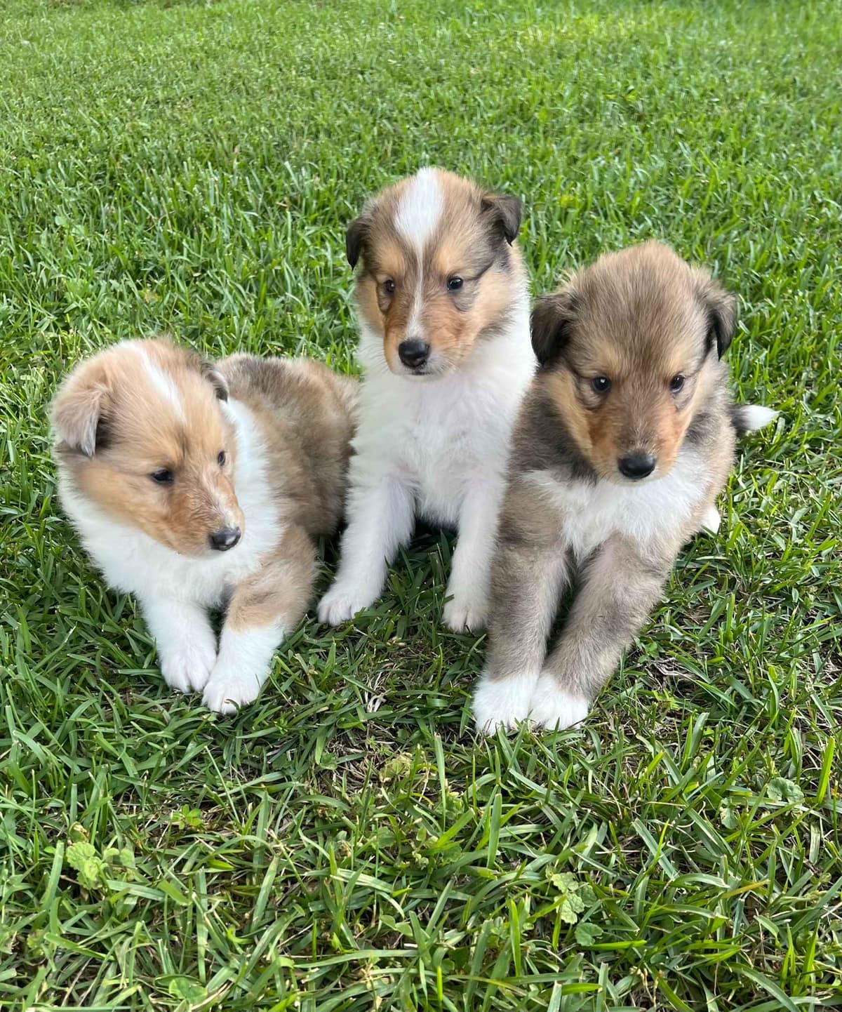 Collie Puppies breeder image 3
