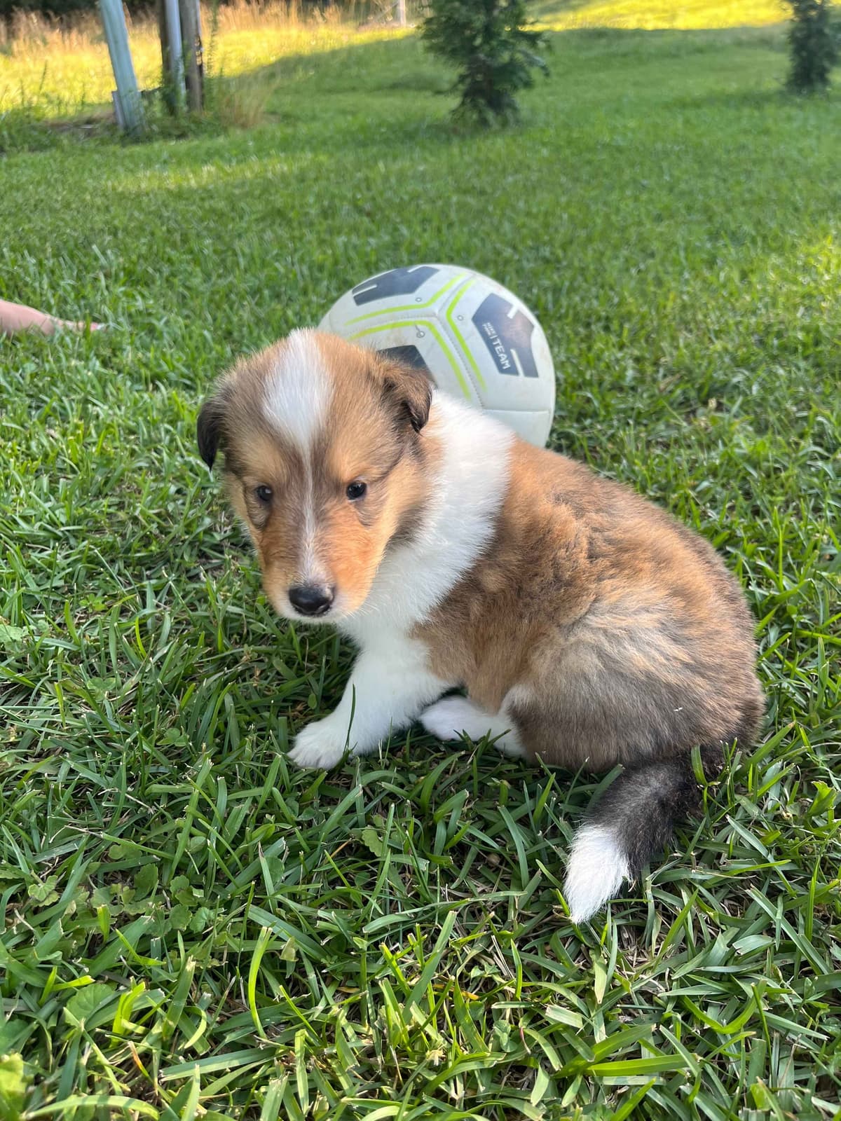 Collie Puppies breeder image 4
