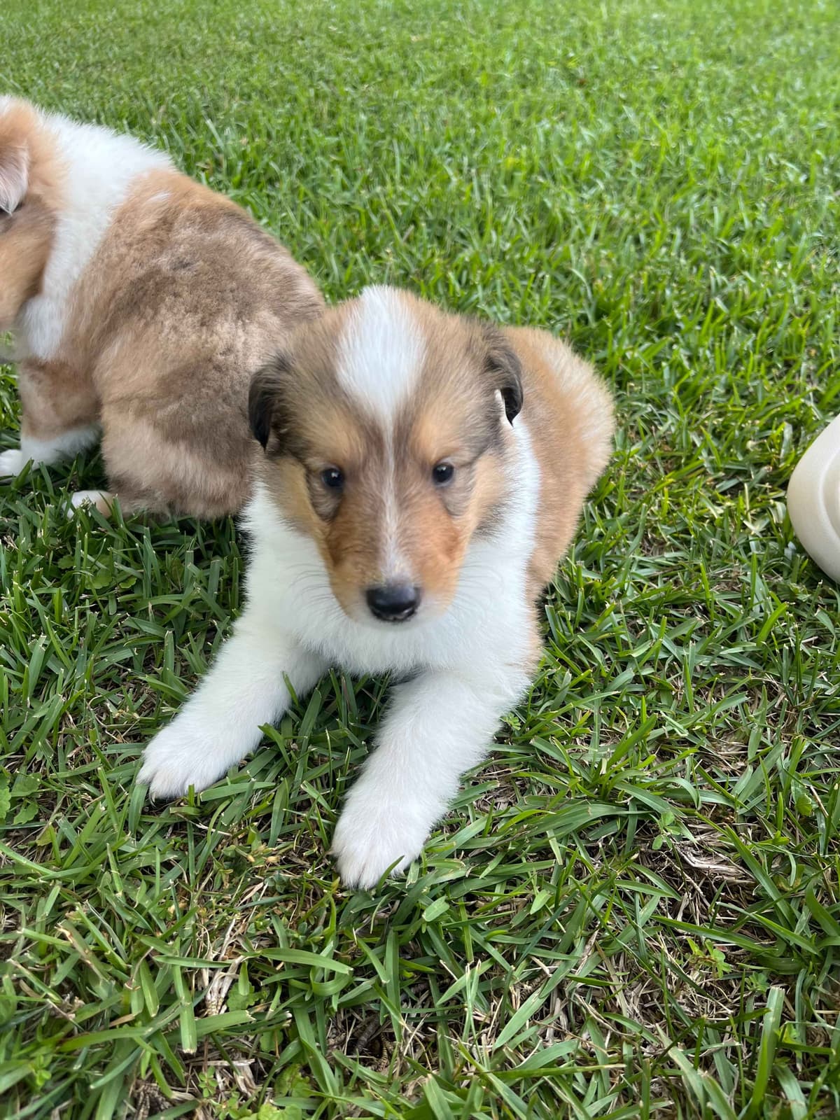 Collie Puppies breeder image 5