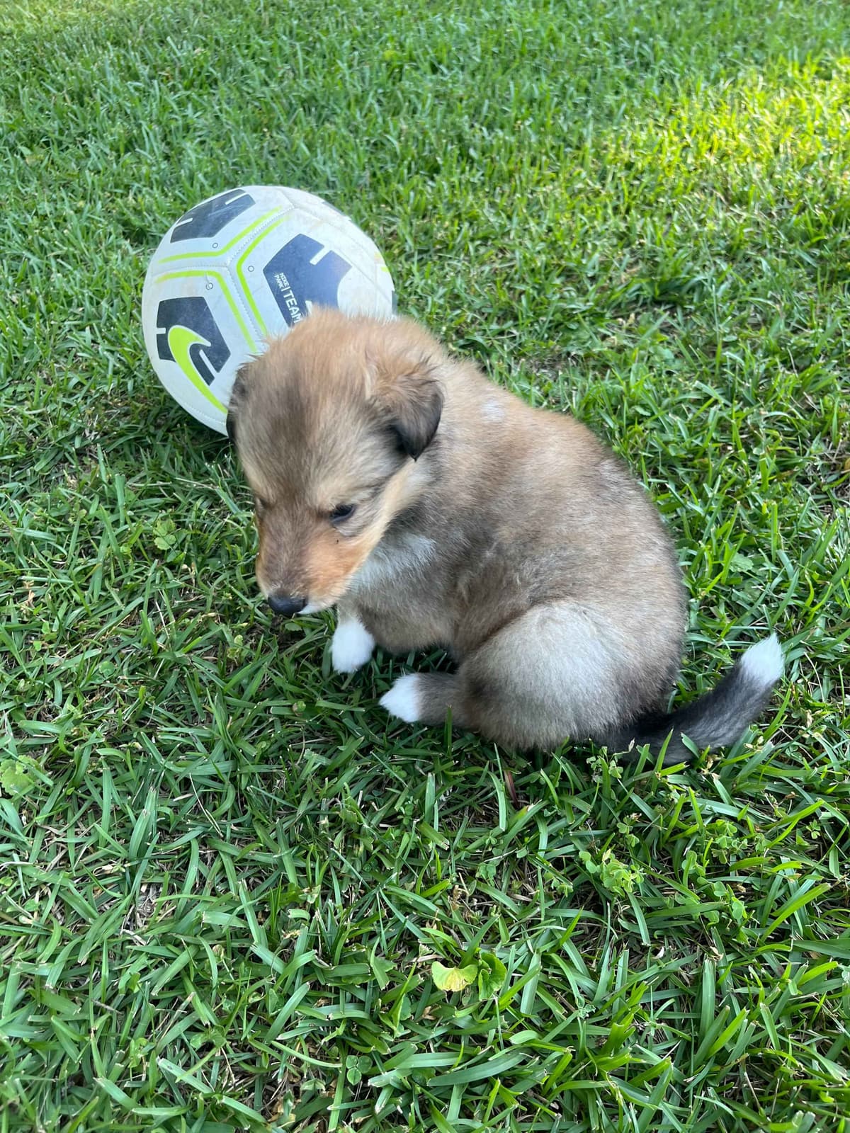 Collie Puppies breeder image 6