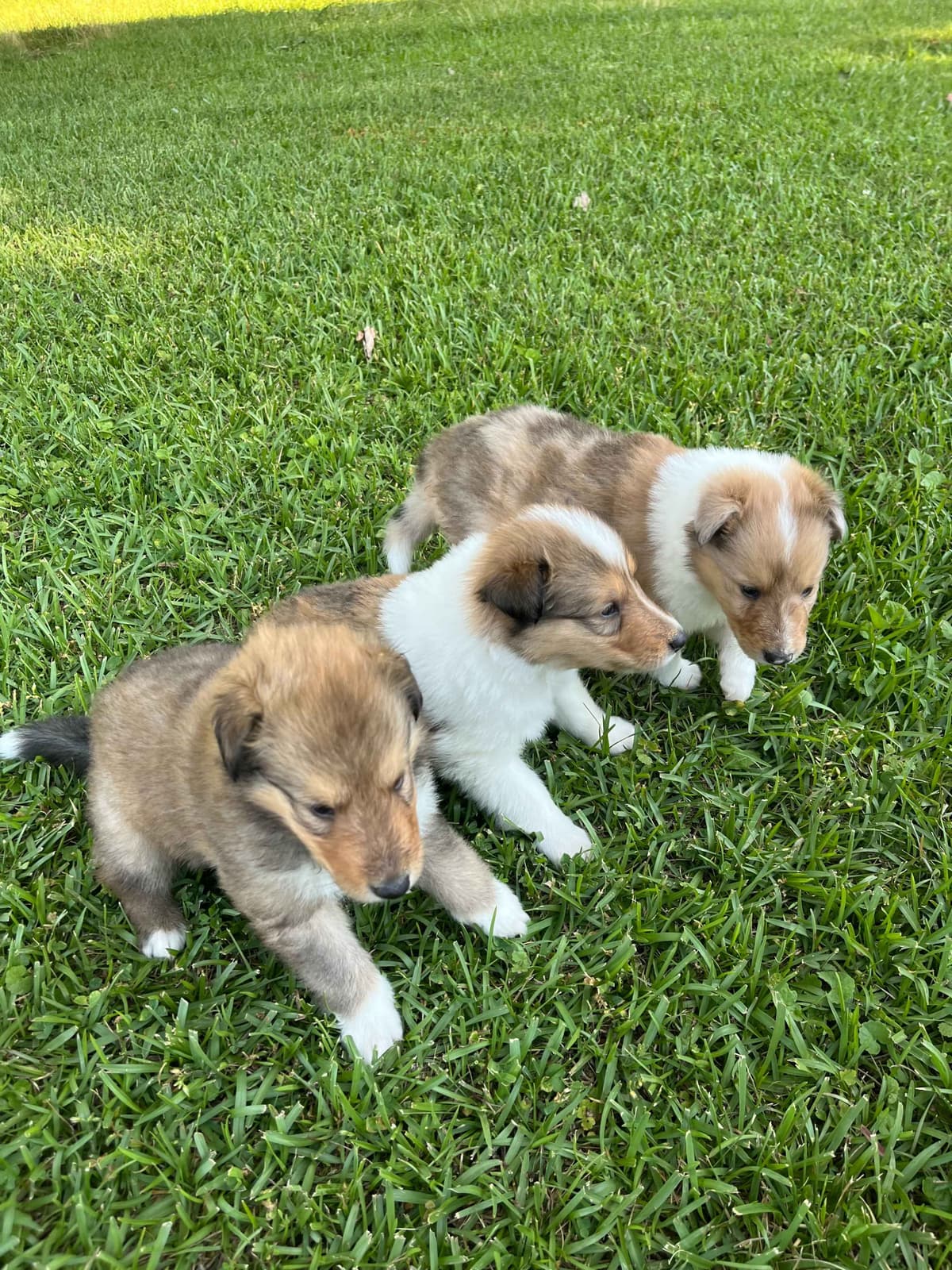 Collie Puppies breeder image 8