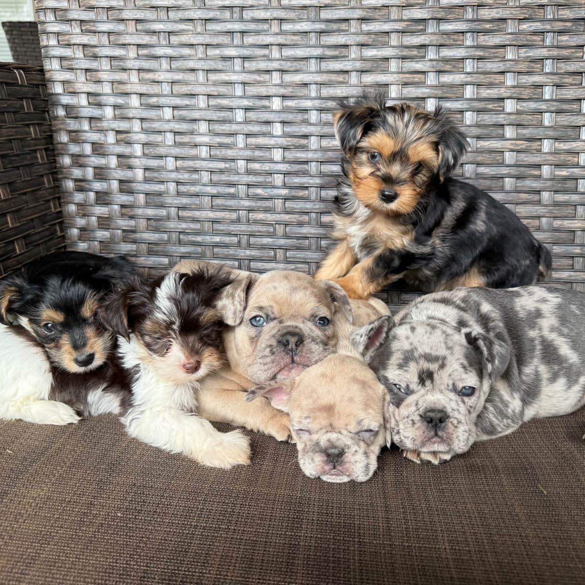 AKC French Bulldog Puppies breeder image 1