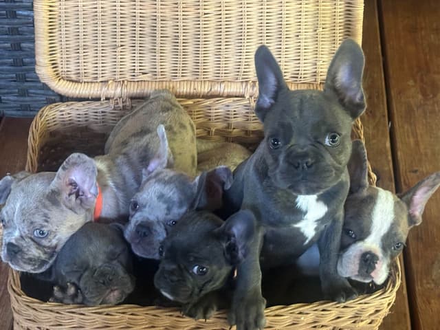 AKC French Bulldog Puppies media 2