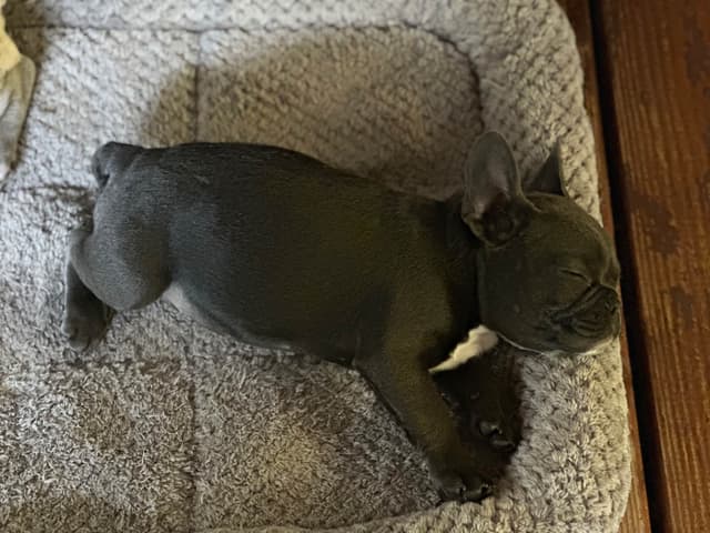 AKC French Bulldog Puppies media 5