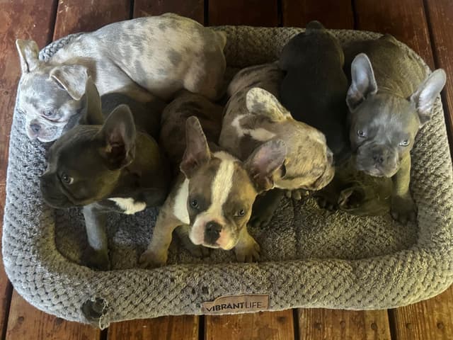 AKC French Bulldog Puppies media 3