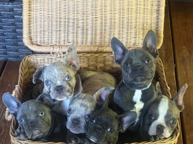 AKC French Bulldog Puppies media 7