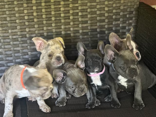 AKC French Bulldog Puppies media 6