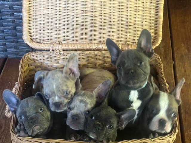 AKC French Bulldog Puppies media 4