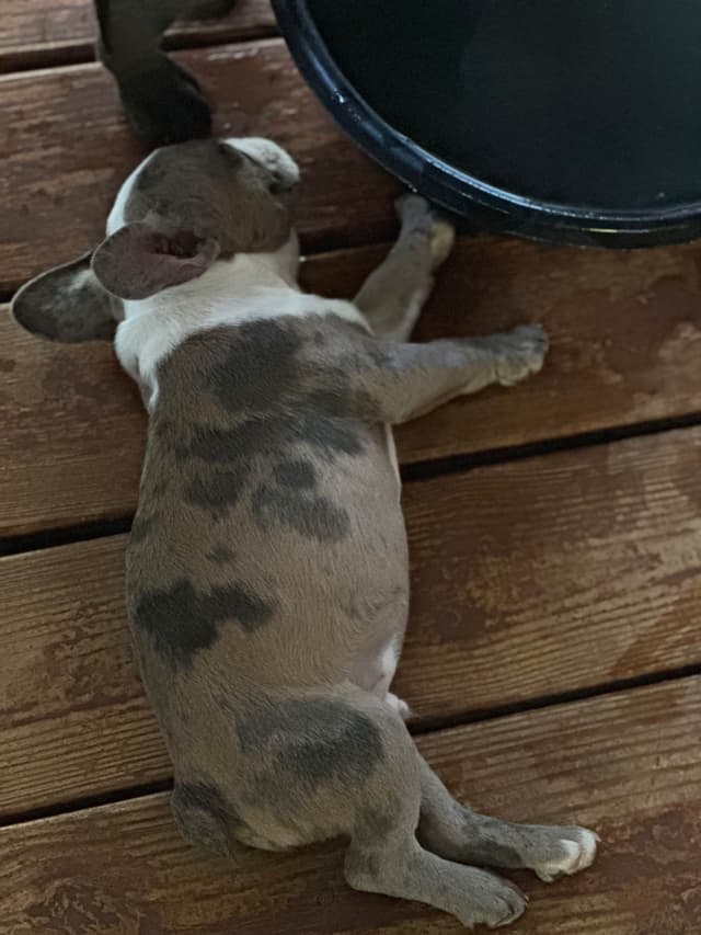 AKC French Bulldog Puppies media 8