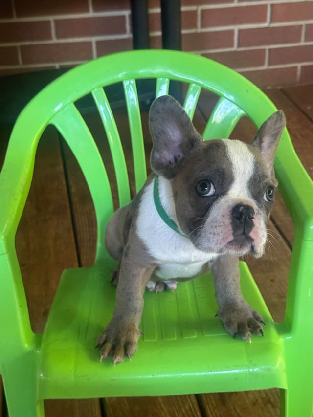 AKC French Bulldog Puppies media 10