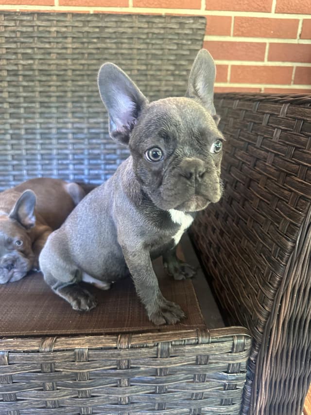 AKC French Bulldog Puppies media 9