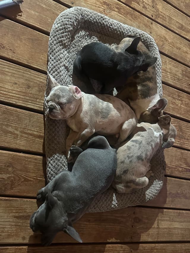 AKC French Bulldog Puppies media 11