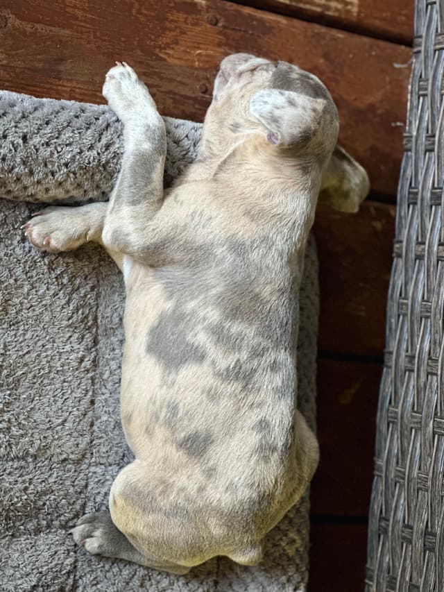 AKC French Bulldog Puppies media 12