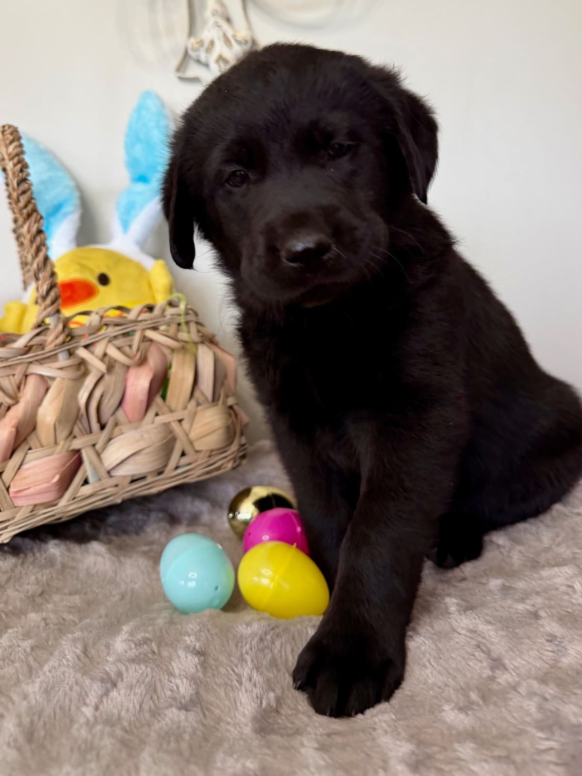 Labrador Retriever Puppies breeder image 2