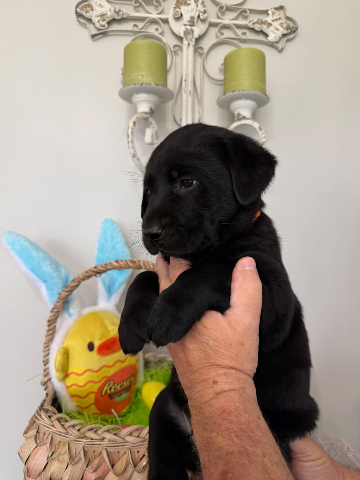 Labrador Retriever Puppies breeder image 3