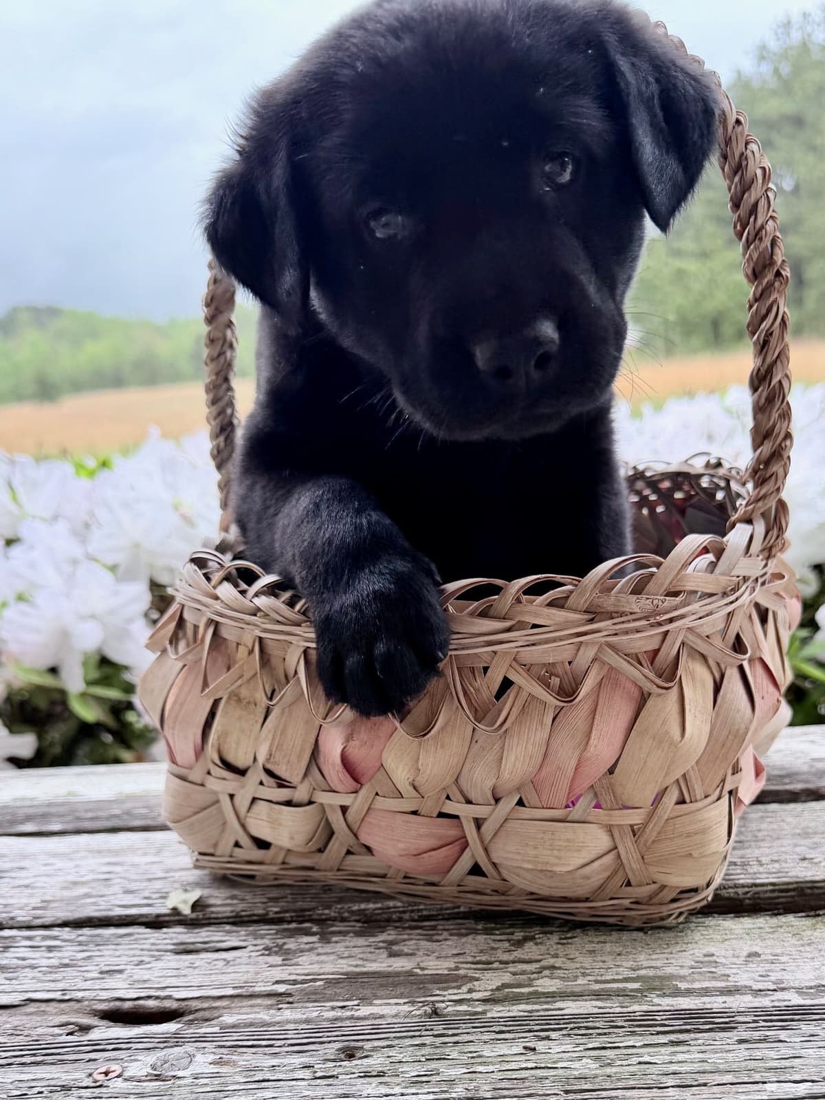Labrador Retriever Puppies breeder image 4