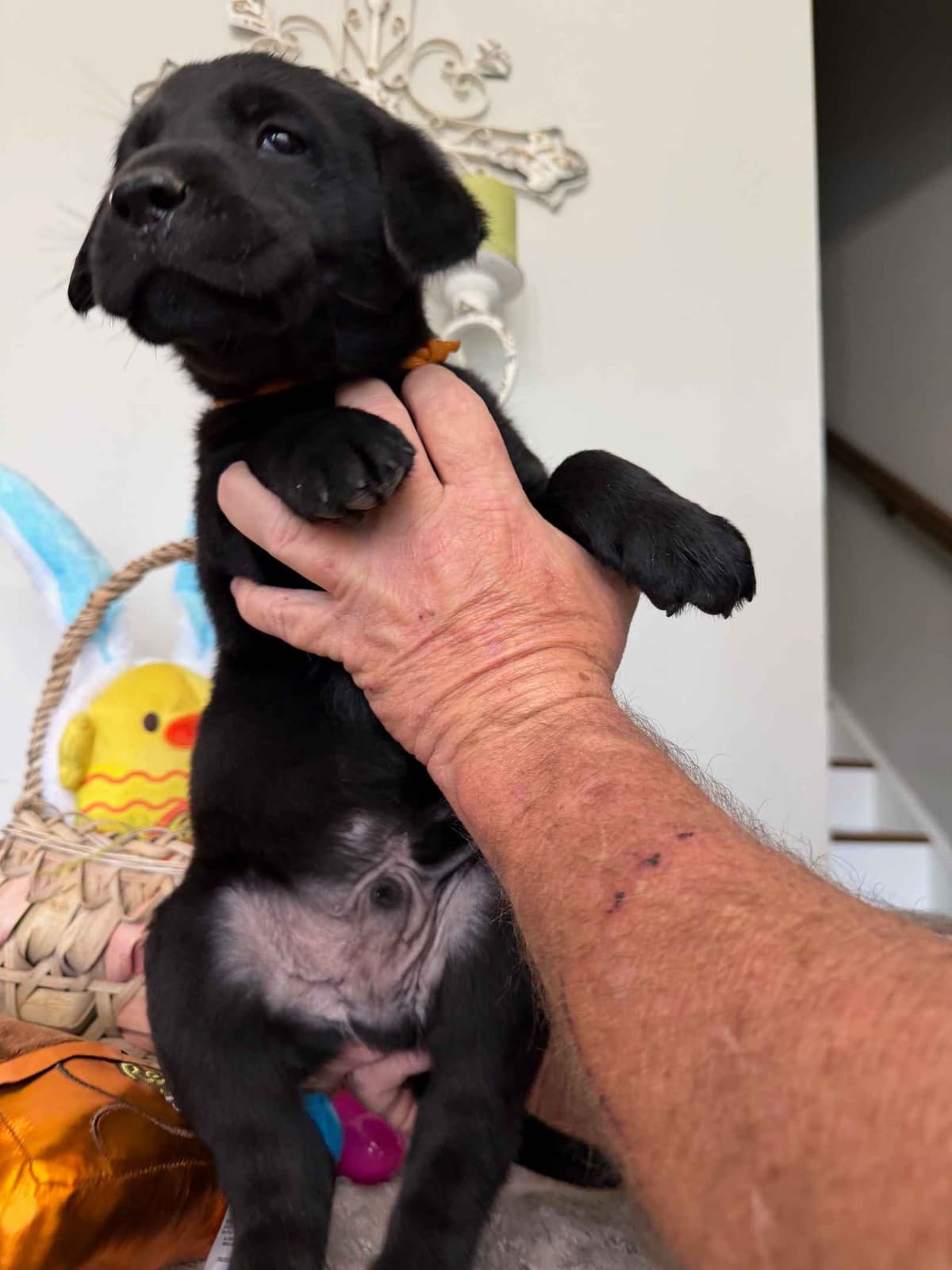 Labrador Retriever Puppies breeder image 5