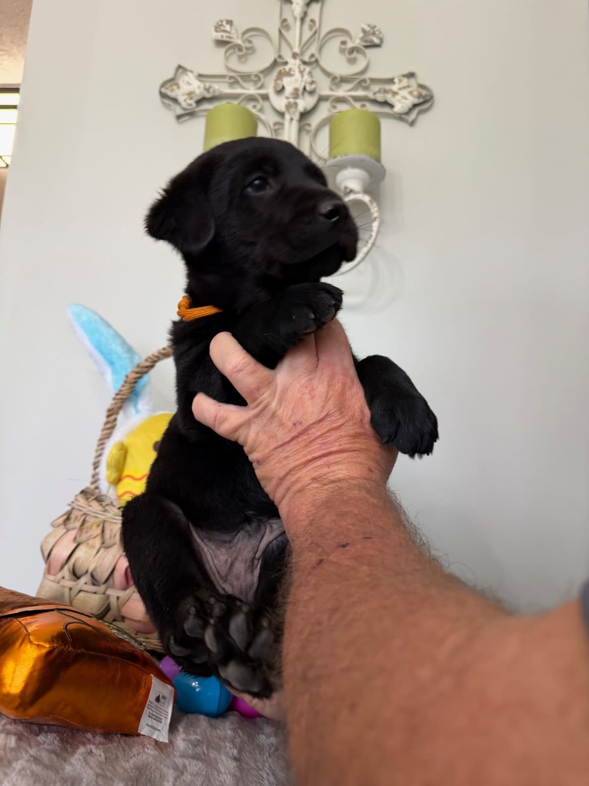 Labrador Retriever Puppies breeder image 6
