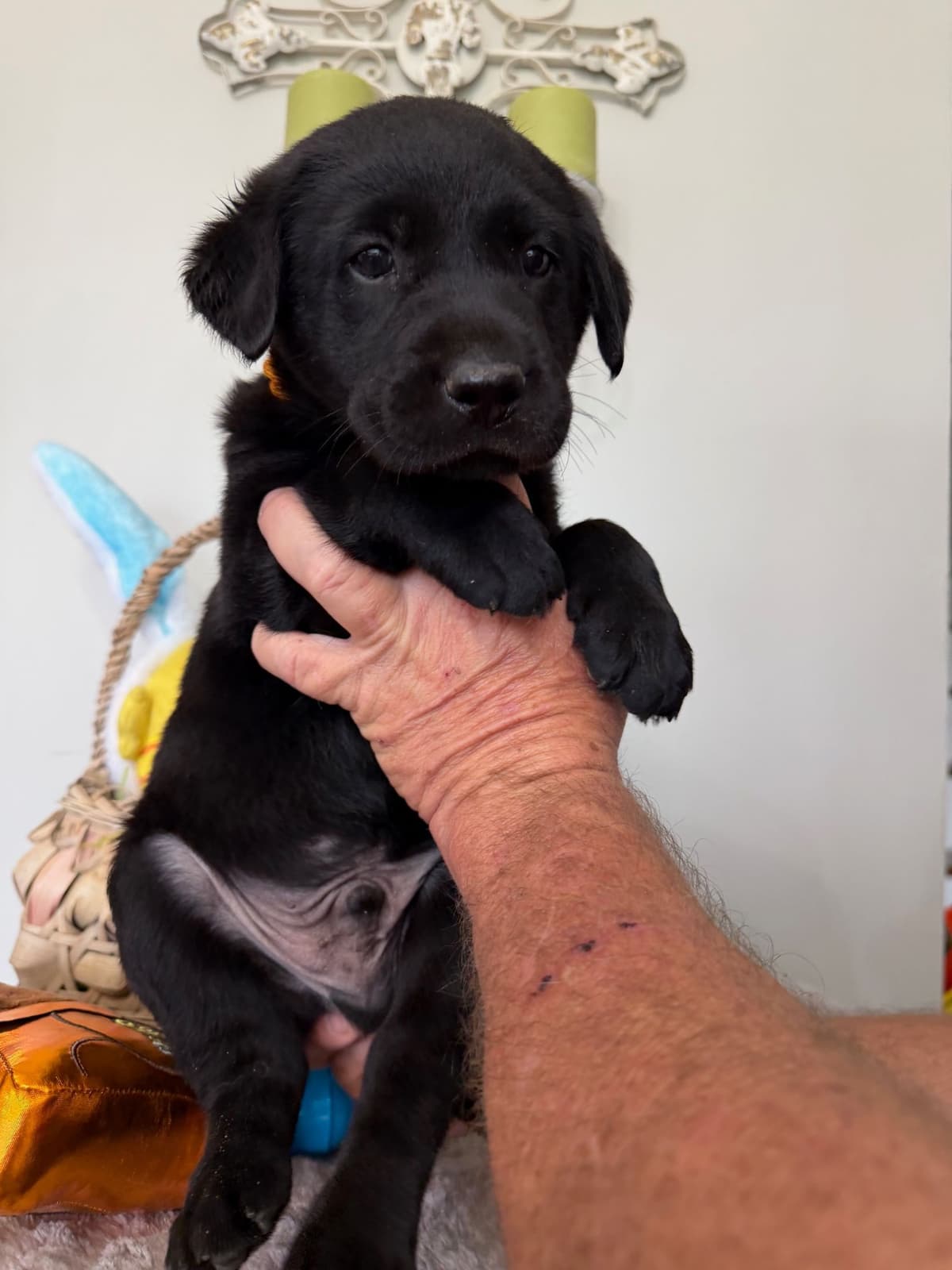 Labrador Retriever Puppies breeder image 7