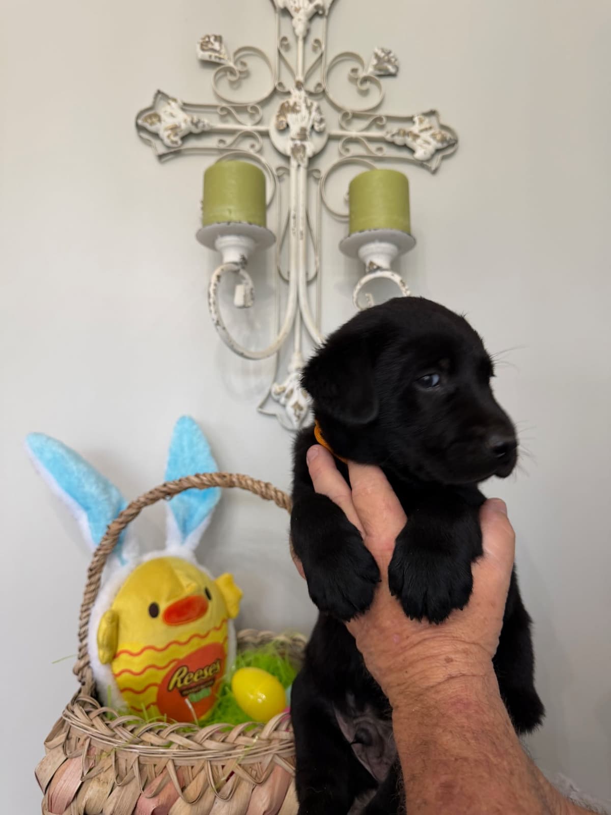 Labrador Retriever Puppies breeder image 8