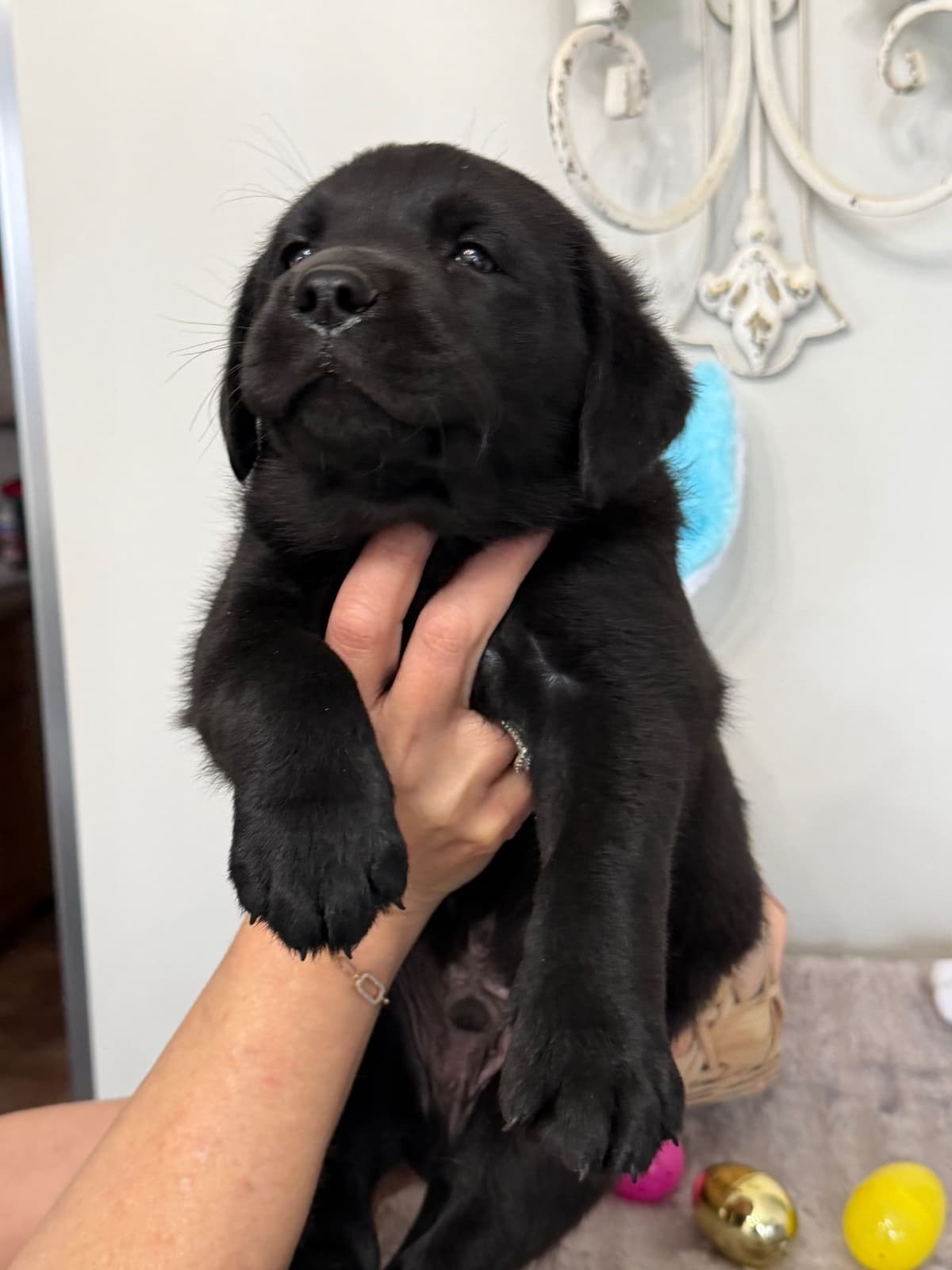 Labrador Retriever Puppies breeder image 10
