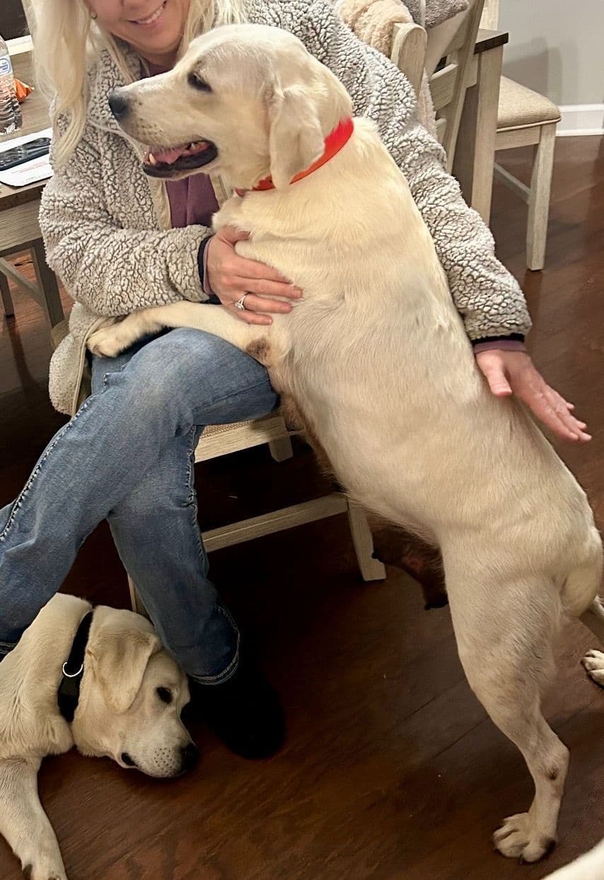 Labrador Retriever Puppies breeder image 13