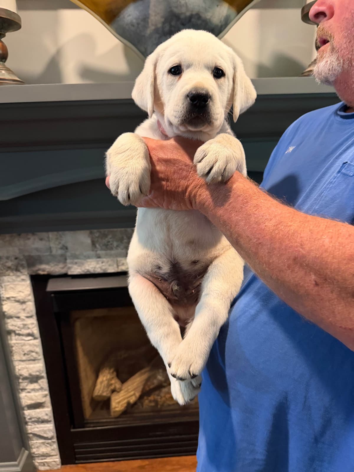 Labrador Retriever Puppies breeder image 15