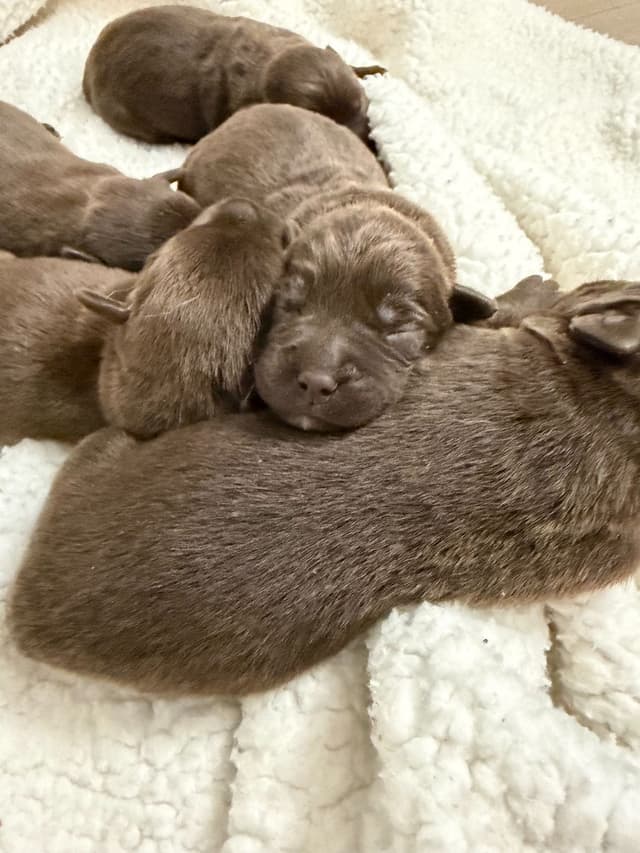 Labrador Retriever Puppies media 2