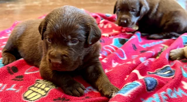 Labrador Retriever Puppies media 3